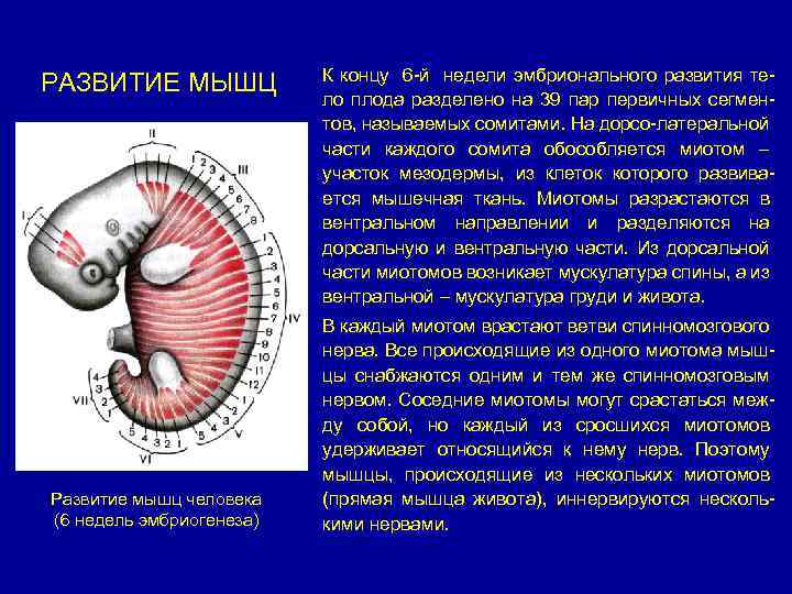 РАЗВИТИЕ МЫШЦ Развитие мышц человека (6 недель эмбриогенеза) К концу 6 -й недели эмбрионального