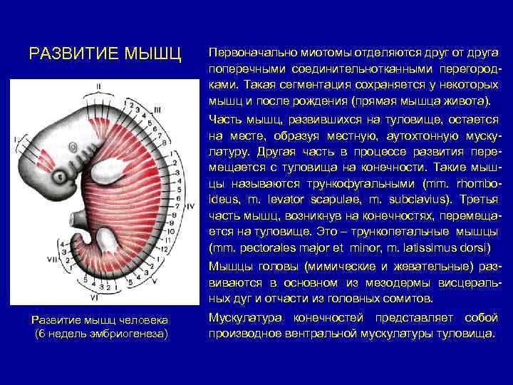 РАЗВИТИЕ МЫШЦ Первоначально миотомы отделяются друг от друга поперечными соединительнотканными перегородками. Такая сегментация сохраняется
