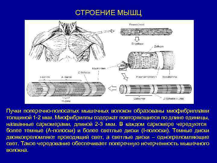 СТРОЕНИЕ МЫШЦ Пучки поперечно-полосатых мышечных волокон образованы миофибриллами толщиной 1 -2 мкм. Миофибриллы содержат