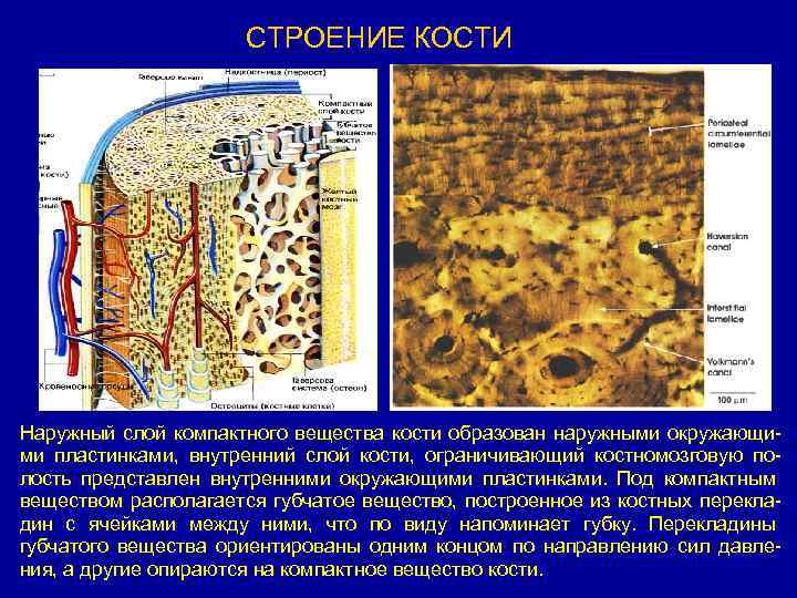 Чем покрыта кость снаружи. Компактное вещество кости. Костные пластинки компактного вещества. Слои компактного вещества. Компактное вещество кости образовано.