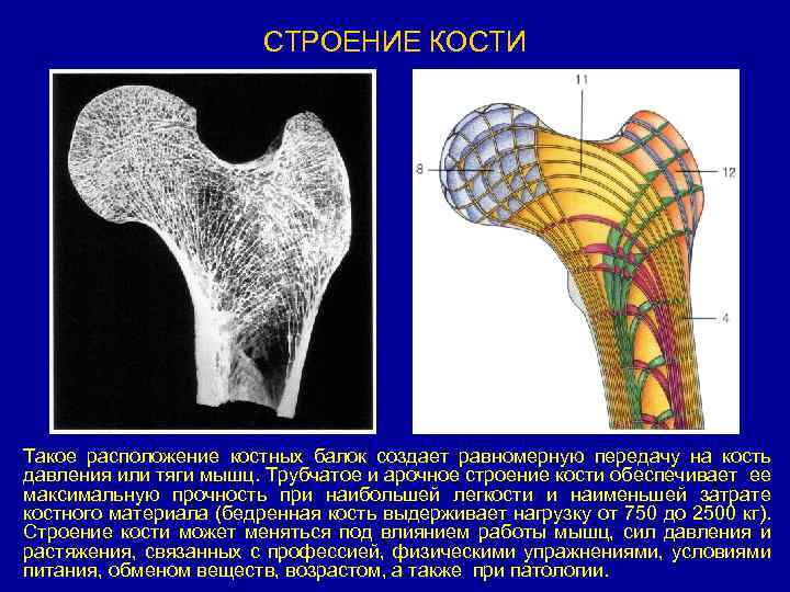 Кости обеспечивают