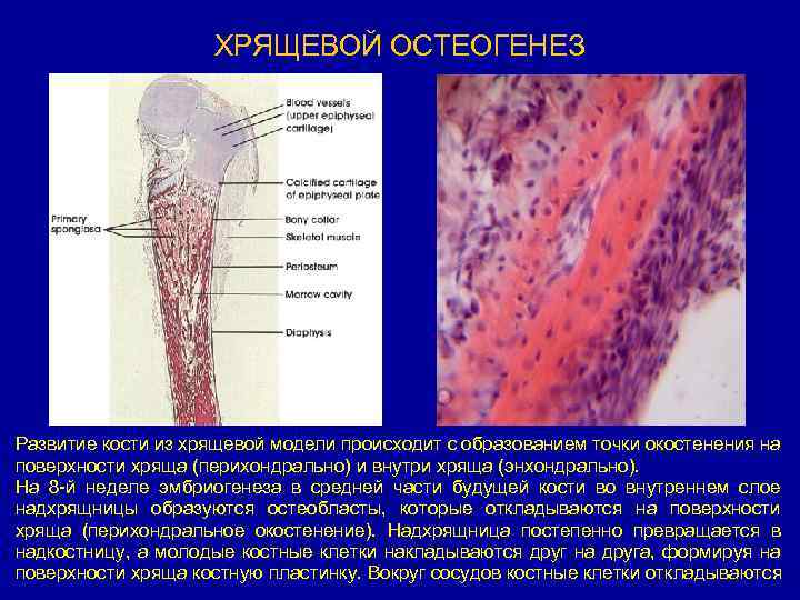 Непрямой остеогенез. Энхондральное окостенение гистология. Эндохондральное окостенение гистология. Энхондральный остеогенез.