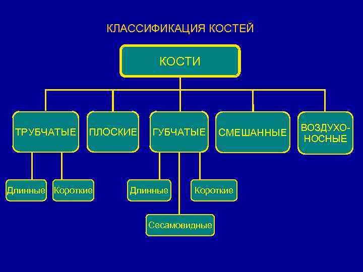 КЛАССИФИКАЦИЯ КОСТЕЙ КОСТИ ТРУБЧАТЫЕ ПЛОСКИЕ Длинные Короткие ГУБЧАТЫЕ Длинные СМЕШАННЫЕ Короткие Сесамовидные ВОЗДУХОНОСНЫЕ 