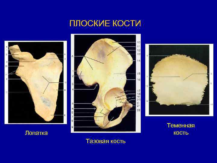 Плоские кости. Лопатка плоская кость. Плоские кости черепа. Строение плоской кости.