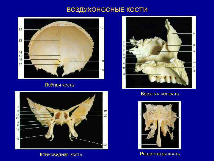 Функции черепа у птиц