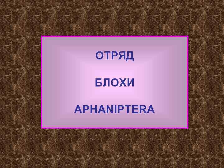 ОТРЯД БЛОХИ APHANIPTERA 