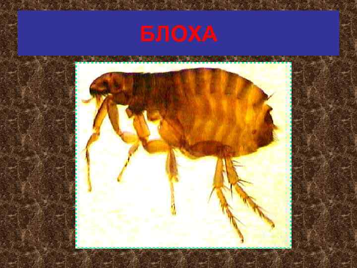 БЛОХА 