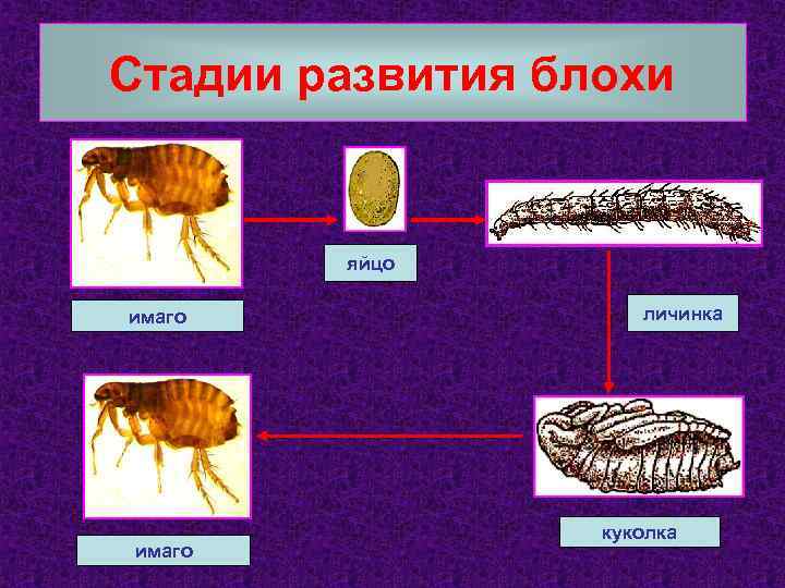 Стадии развития блохи яйцо имаго личинка куколка 