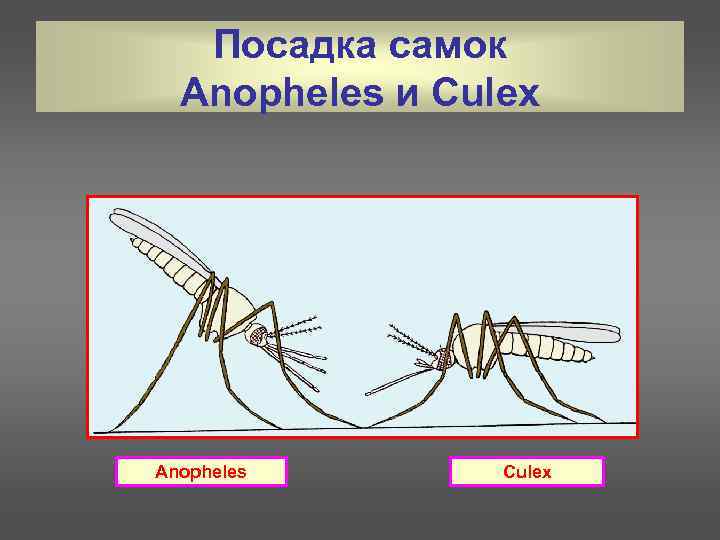 Посадка самок Anopheles и Culex Anopheles Culex 