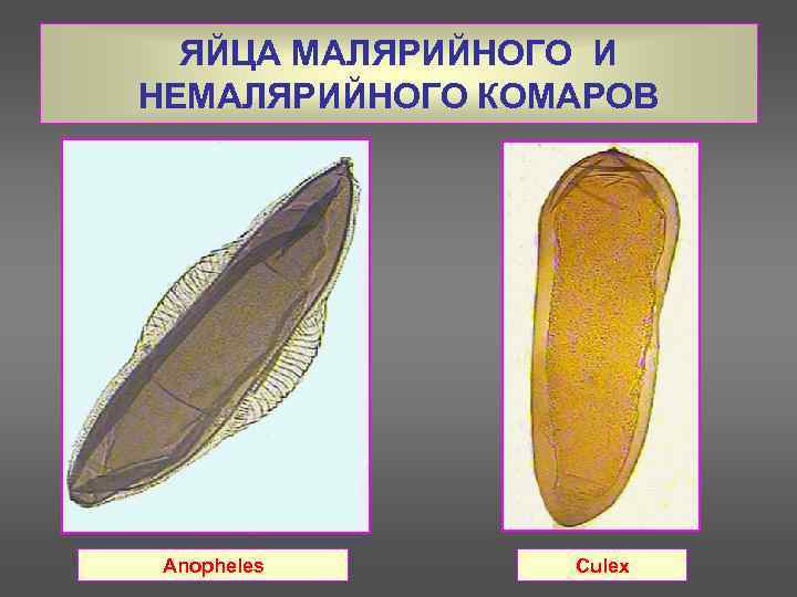 ЯЙЦА МАЛЯРИЙНОГО И НЕМАЛЯРИЙНОГО КОМАРОВ Anopheles Culex 