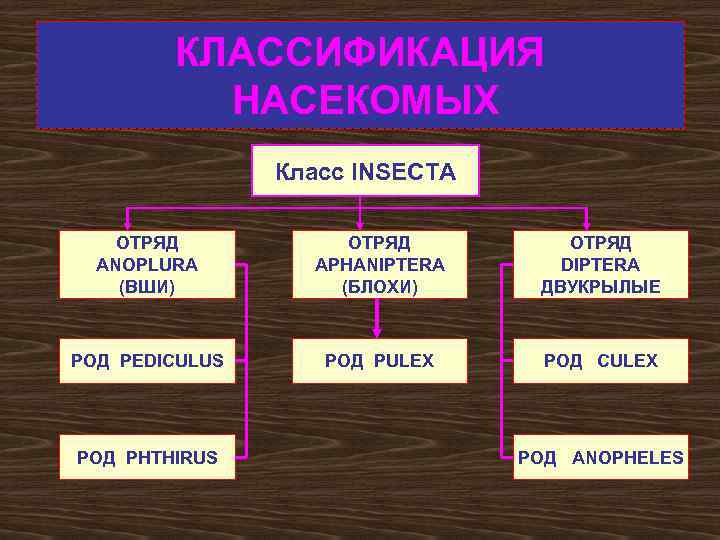 Систематика насекомых схема