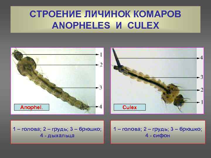 СТРОЕНИЕ ЛИЧИНОК КОМАРОВ ANOPHELES И CULEX Anophel. 1 – голова; 2 – грудь; 3