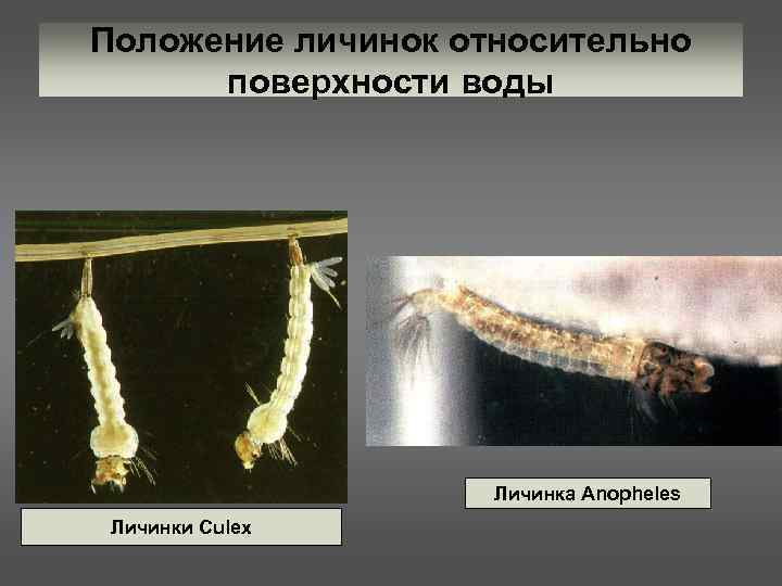 Положение личинок относительно поверхности воды Личинка Anopheles Личинки Culex 