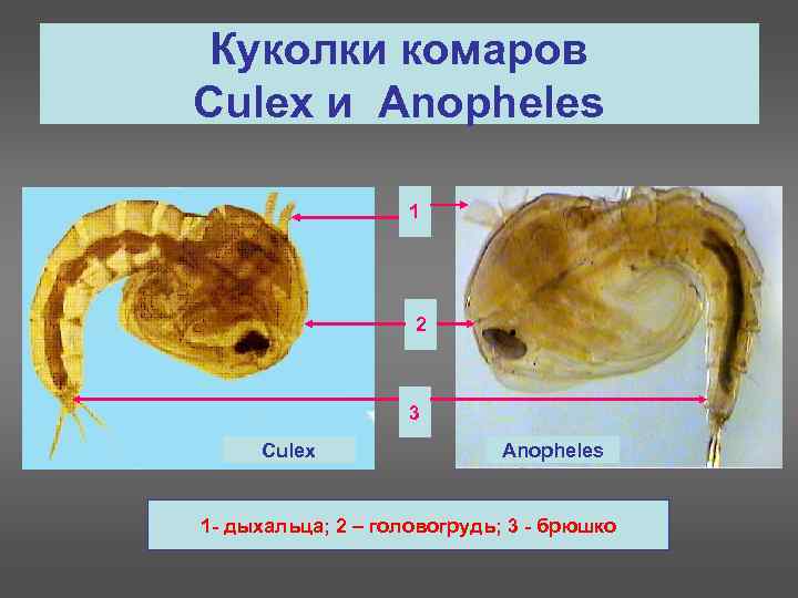 Куколки комаров Culex и Anopheles 1 2 3 Culex Anopheles 1 - дыхальца; 2
