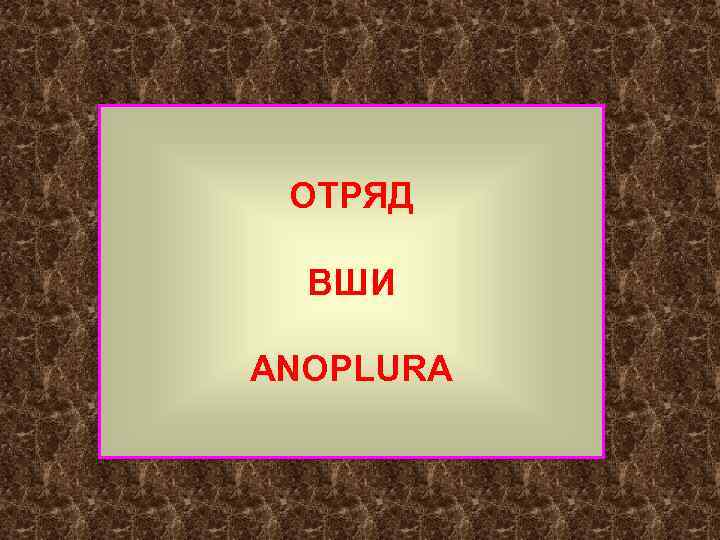 ОТРЯД ВШИ ANOPLURA 