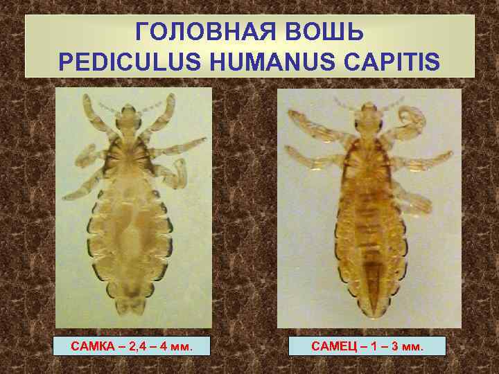 ГОЛОВНАЯ ВОШЬ PEDICULUS HUMANUS CAPITIS САМКА – 2, 4 – 4 мм. САМЕЦ –