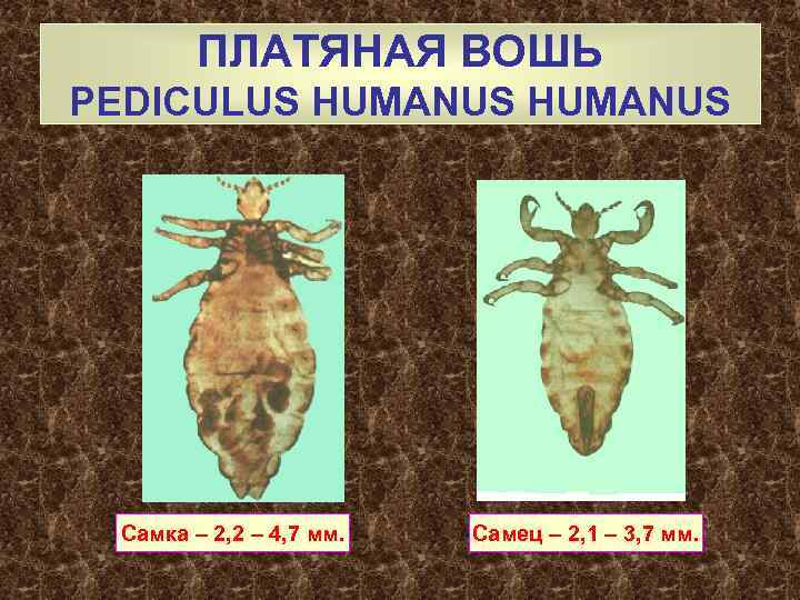 ПЛАТЯНАЯ ВОШЬ PEDICULUS HUMANUS Самка – 2, 2 – 4, 7 мм. Самец –