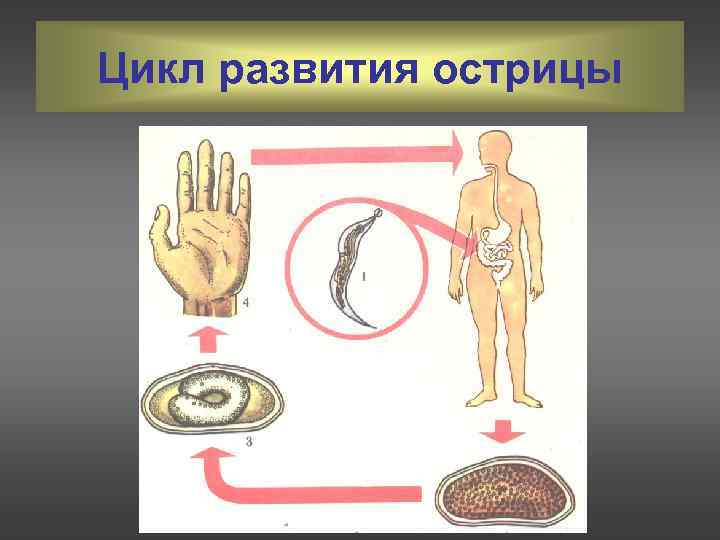 Цикл развития острицы 