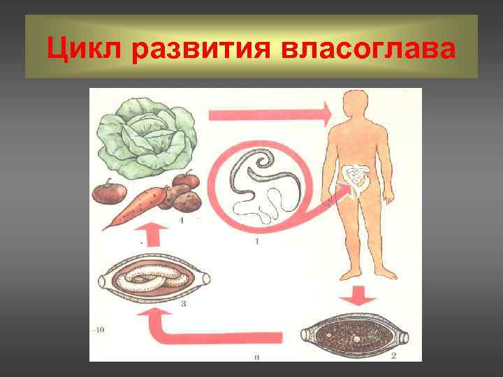 Цикл развития власоглава 