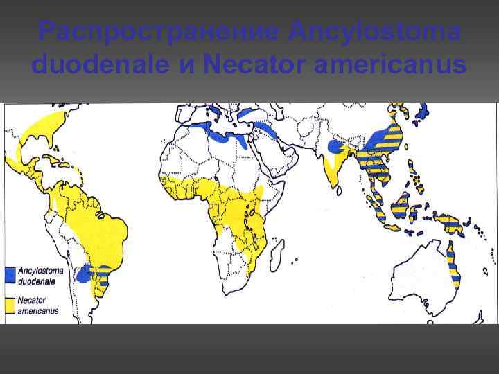 Распространение Ancylostoma duodenale и Necator americanus 