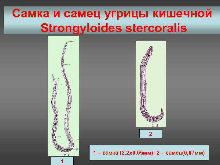 Жизненный цикл угрицы кишечной. Стронгилоидоз (кишечная угрица). Угрица кишечная строение. Угрица кишечная морфология. Рабдитовидная личинка кишечной угрицы.
