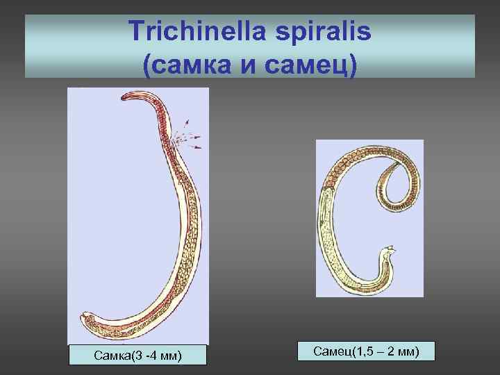 Trichinella spiralis (самка и самец) Самка(3 -4 мм) Самец(1, 5 – 2 мм) 