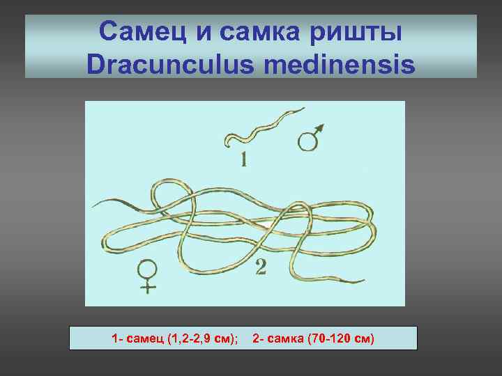 Самец и самка ришты Dracunculus medinensis 1 - самец (1, 2 -2, 9 см);