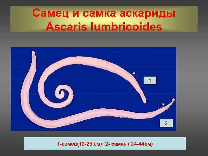 Самец и самка аскариды Ascaris lumbricoides 1 1 2 2 1 -самец(12 -25 см);
