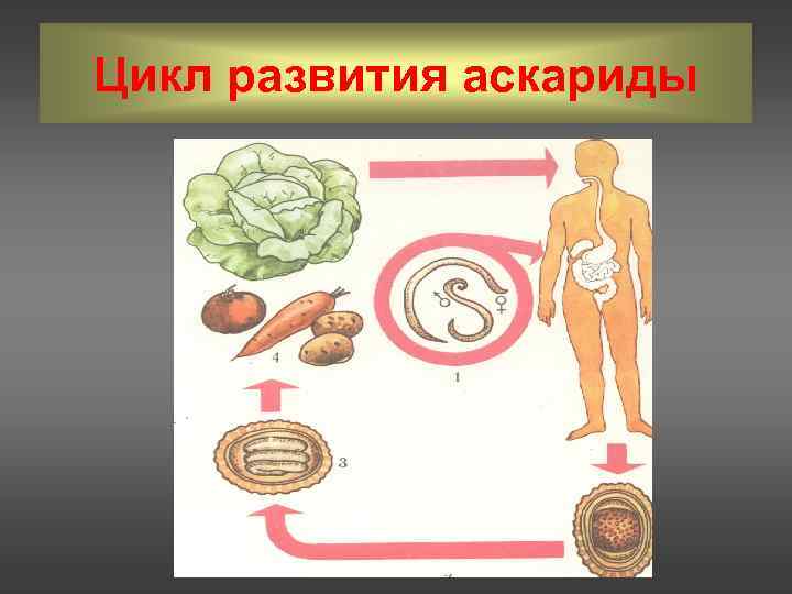 Рассмотрите рисунок на котором представлен цикл развития человеческой аскариды