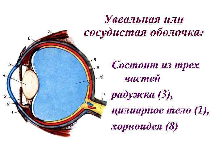 Часть сосудистой оболочки глазного яблока. Увеальная оболочка глаза. Собственно сосудистая оболочка глаза анатомия. Сосудистая оболочка глаза хориоидея. Сосудистая оболочка радужка.