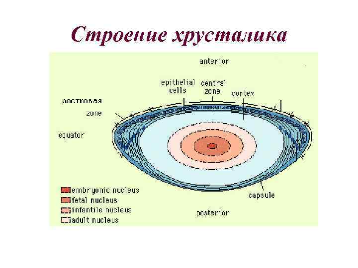 Строение хрусталика 