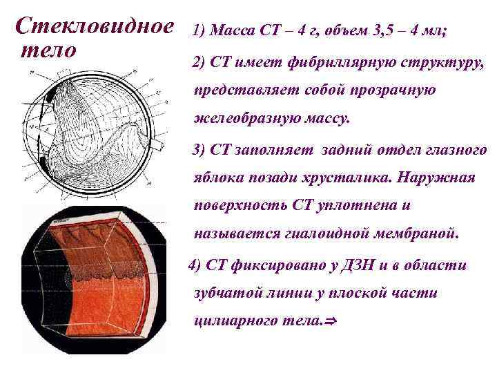 Стекловидное тело 1) Масса СТ – 4 г, объем 3, 5 – 4 мл;