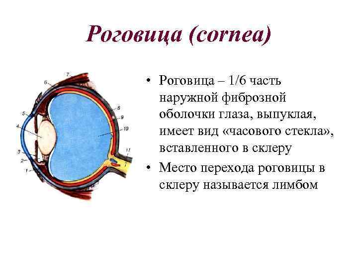 Оболочки глаза презентация