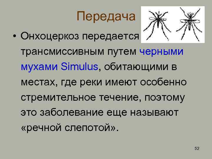 Передача • Онхоцеркоз передается трансмиссивным путем черными мухами Simulus, обитающими в местах, где реки