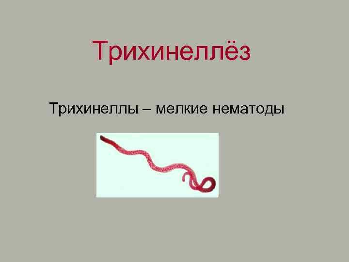 Трихинеллёз Трихинеллы – мелкие нематоды 