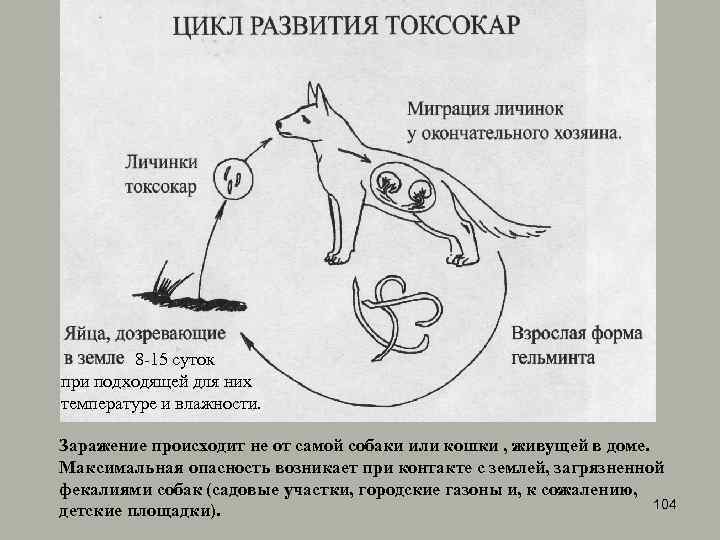 8 -15 суток при подходящей для них температуре и влажности. Заражение происходит не от