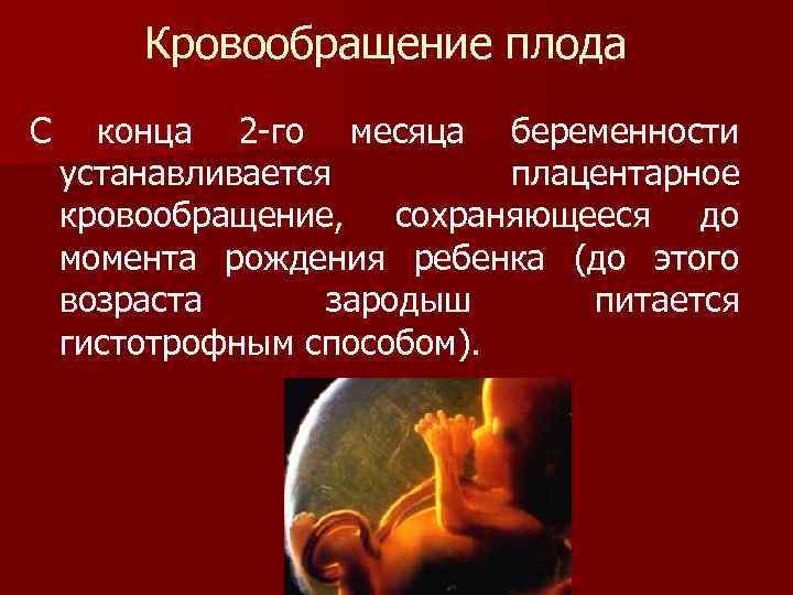 Кровообращение плода С конца 2 -го месяца беременности устанавливается плацентарное кровообращение, сохраняющееся до момента