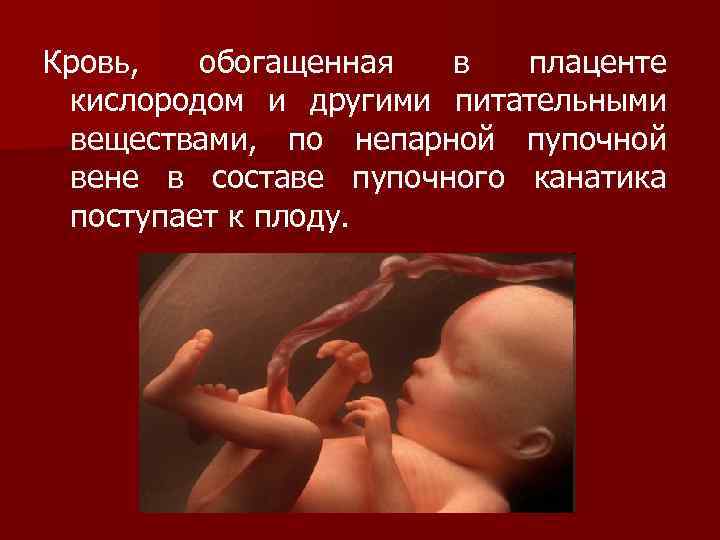 Кровь, обогащенная в плаценте кислородом и другими питательными веществами, по непарной пупочной вене в