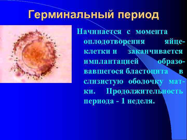 Герминальный период Начинается с момента оплодотворения яйце- клетки и заканчивается имплантацией образо- вавшегося бластоцита