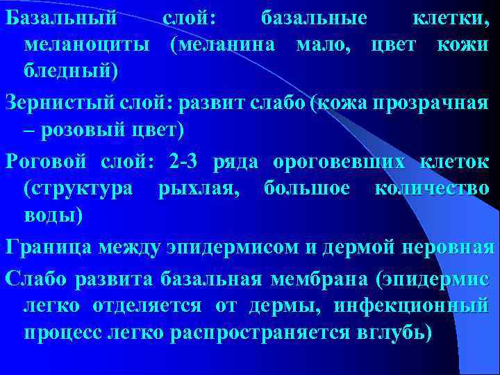 Базальный слой: базальные клетки, меланоциты (меланина мало, цвет кожи бледный) Зернистый слой: развит слабо