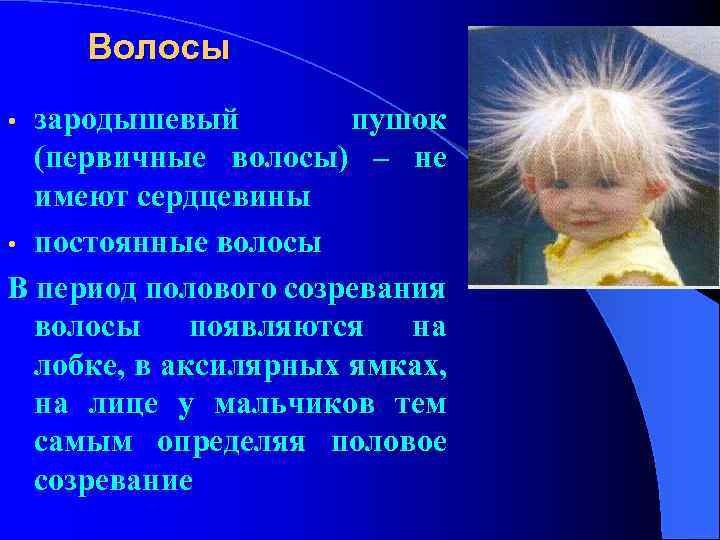  Волосы • зародышевый пушок (первичные волосы) – не имеют сердцевины • постоянные волосы