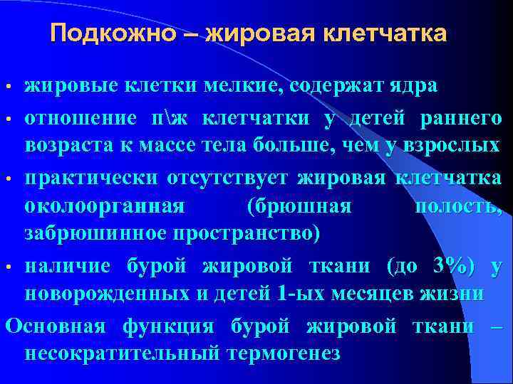  Подкожно – жировая клетчатка • жировые клетки мелкие, содержат ядра • отношение пж