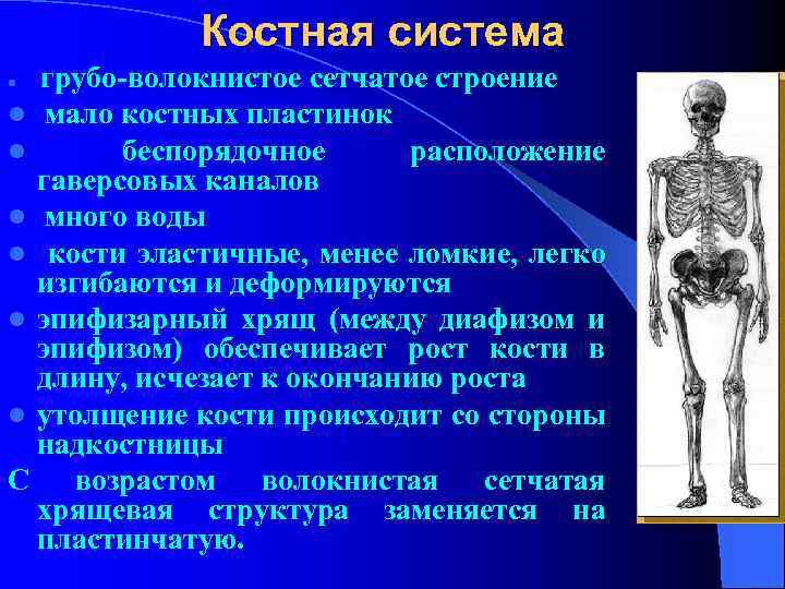  Костная система l грубо-волокнистое сетчатое строение l мало костных пластинок l беспорядочное расположение