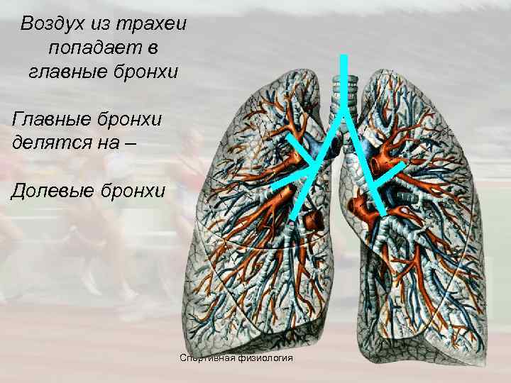 Воздух из трахеи попадает в главные бронхи Главные бронхи делятся на – Долевые бронхи