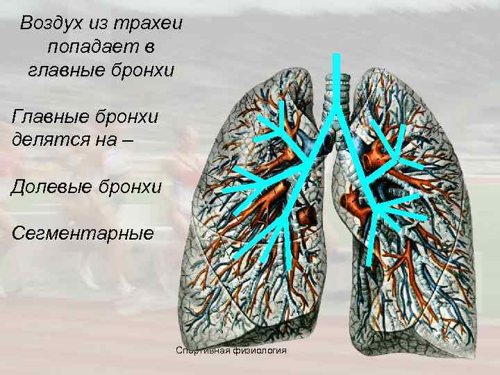 Воздух из трахеи попадает в главные бронхи Главные бронхи делятся на – Долевые бронхи