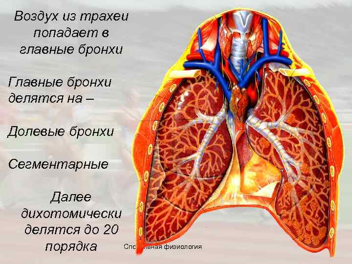 Воздух из трахеи попадает в главные бронхи Главные бронхи делятся на – Долевые бронхи