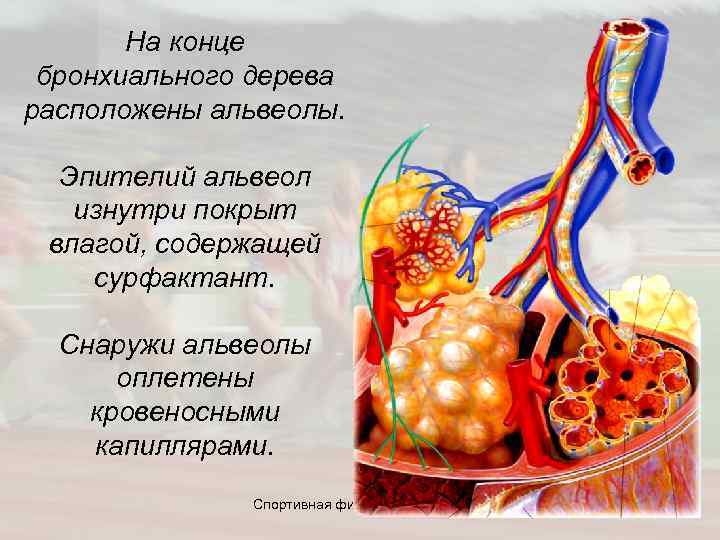  На конце бронхиального дерева расположены альвеолы. Эпителий альвеол изнутри покрыт влагой, содержащей сурфактант.