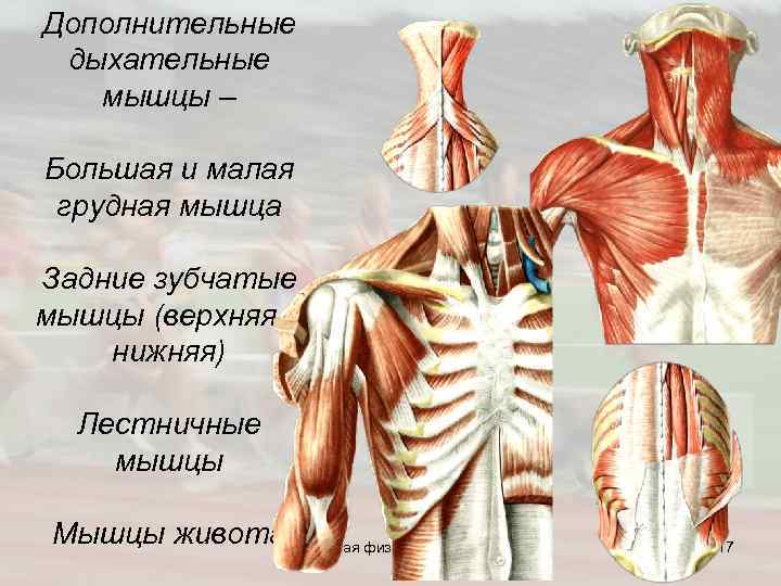 Дополнительные дыхательные мышцы – Большая и малая грудная мышца Задние зубчатые мышцы (верхняя и