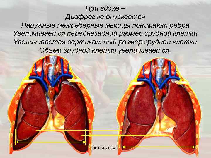  При вдохе – Диафрагма опускается Наружные межреберные мышцы понимают ребра Увеличивается переднезадний размер