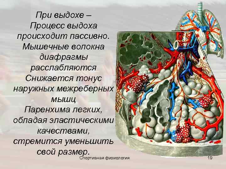  При выдохе – Процесс выдоха происходит пассивно. Мышечные волокна диафрагмы расслабляются Снижается тонус